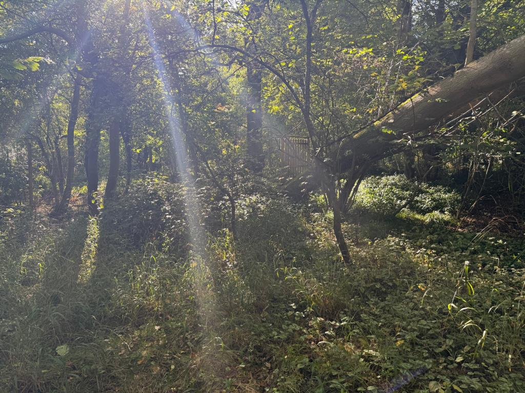 Lot: 37 - APPROXIMATELY 0.66 ACRES PARCEL OF WOODLAND - Woodland